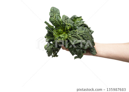 a head of fresh spinach a head of fresh spinach 135987683