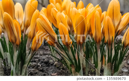 Close up of yellow tulips blooming in the garden. Spring High quality photo Close up of yellow tulips blooming in the garden. Spring High quality photo 135989670