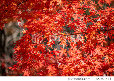 Autumn leaves colored red Autumn leaves colored red 135989671