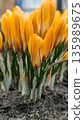 Close up of yellow tulips blooming in the garden. Spring High quality photo 135989675