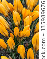 Close up of yellow tulips blooming in the garden. Spring High quality photo 135989676