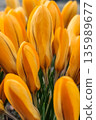Close up of yellow tulips blooming in the garden. Spring High quality photo 135989677