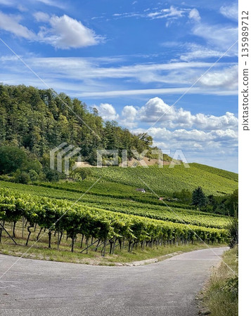 Green vineyards and winding road in baden wurttemberg Green vineyards and winding road in baden wurttemberg 135989712