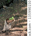 Stump with new shoots 135990150