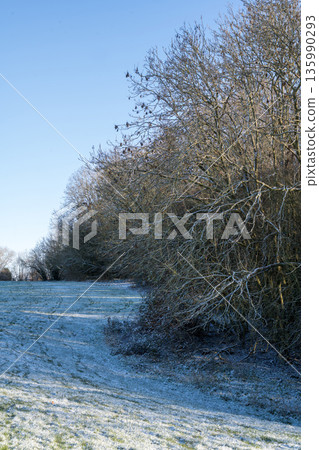Winter holiday background. Trees in the park against sun and blue sky. First snow Winter holiday background. Trees in the park against sun and blue sky. First snow 135990293