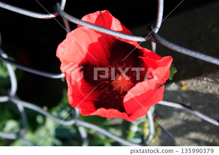 Close-up of the common poppy against the fence with sunlight in rural. Wild red flowers. Flower and plant. 135990379