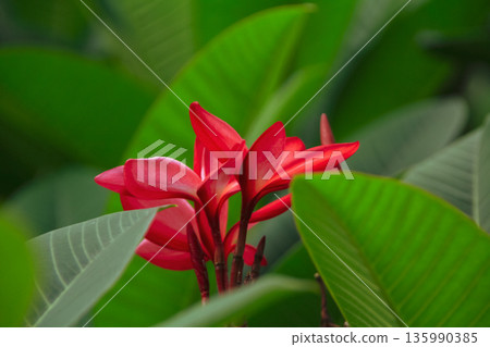 Close-up of the red frangipani in the rural. Wild red flowers in the garden. Flower and plant. Close-up of the red frangipani in the rural. Wild red flowers in the garden. Flower and plant. 135990385