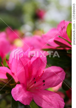 Close-up of Rhododendron simsii in the garden. Red wild flowers in the rural. Flower and plant. Close-up of Rhododendron simsii in the garden. Red wild flowers in the rural. Flower and plant. 135990443