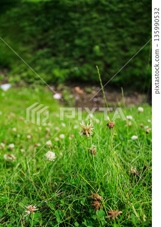 Close-up of the white clover flowers in the field on day time. Flower and plant. 135990532