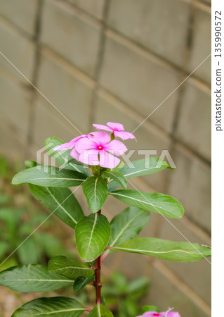 Catharanthus roseus in the street and in the city. Wild pink flowers planted in the city for greenery. Flower and plant. 135990572