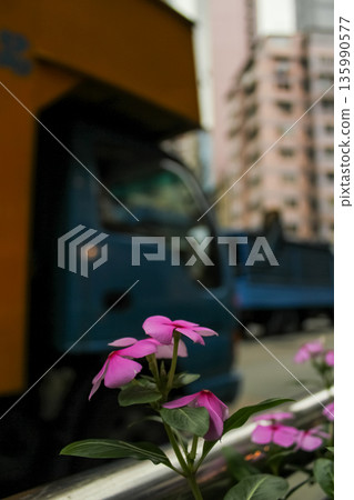 Catharanthus roseus in the street and in the city. Wild pink flowers planted in the city for greenery. Flower and plant. Catharanthus roseus in the street and in the city. Wild pink flowers planted in the city for greenery. Flower and plant. 135990577