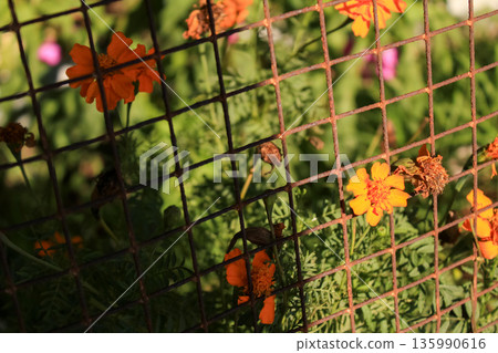 Close-up of Marigold Tagetes in the garden with the fence. Wild orange flowers with sunlight. Flower and plant. 135990616