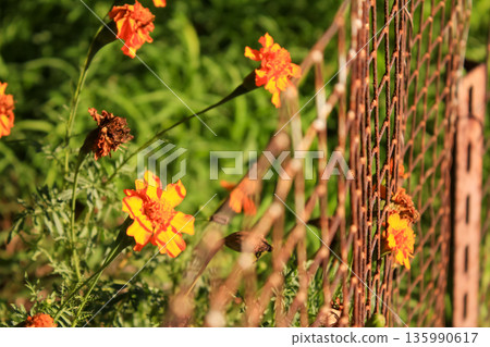 Close-up of Marigold Tagetes in the garden with the fence. Wild orange flowers with sunlight. Flower and plant. Close-up of Marigold Tagetes in the garden with the fence. Wild orange flowers with sunlight. Flower and plant. 135990617