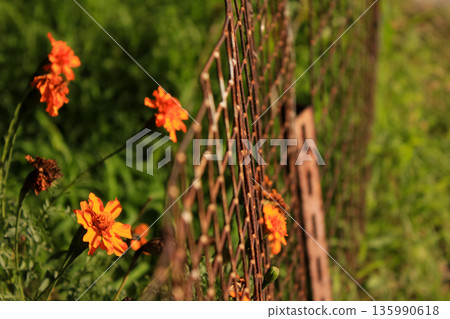 Close-up of Marigold Tagetes in the garden with the fence. Wild orange flowers with sunlight. Flower and plant. 135990618