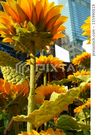 Close-up of artificial sunflower in the outdoors with sunlight. Artificial sunflower for decoration. Close-up of artificial sunflower in the outdoors with sunlight. Artificial sunflower for decoration. 135990819