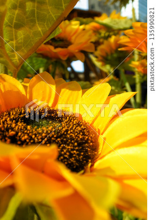 Close-up of artificial sunflower in the outdoors with sunlight. Artificial sunflower for decoration. Close-up of artificial sunflower in the outdoors with sunlight. Artificial sunflower for decoration. 135990821