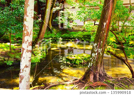 法然院的日本庭園 135990918