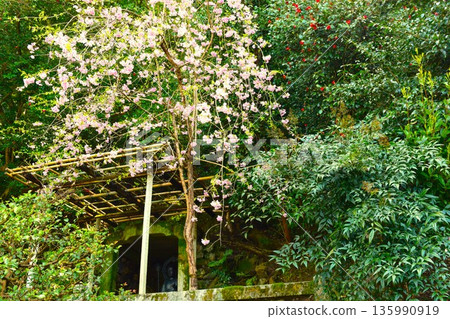法然院日本庭園2 法然院日本庭園2 135990919