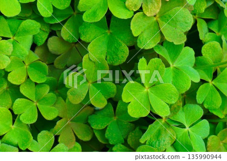 Oxalis leaf weed 135990944