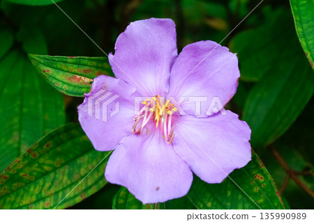 The close-up of a common Melastoma, Melastoma malabathricum with green leaves background 135990989