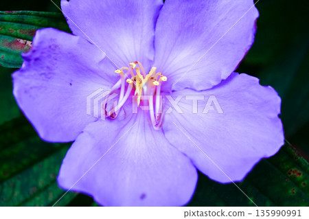The close-up of a common Melastoma, Melastoma malabathricum with green leaves background The close-up of a common Melastoma, Melastoma malabathricum with green leaves background 135990991