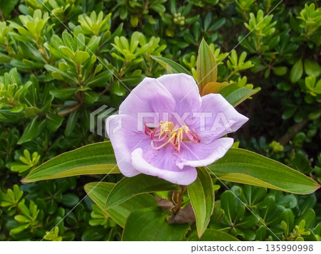 The close-up of a common Melastoma, Melastoma malabathricum with green leaves background The close-up of a common Melastoma, Melastoma malabathricum with green leaves background 135990998