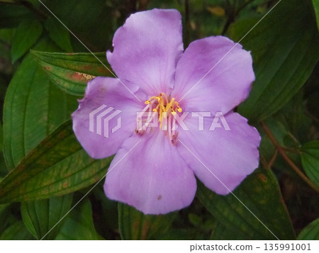 The close-up of a common Melastoma, Melastoma malabathricum with green leaves background 135991001
