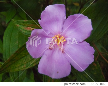 The close-up of a common Melastoma, Melastoma malabathricum with green leaves background 135991002