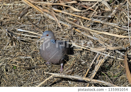 斑鳩 斑鳩 135991054