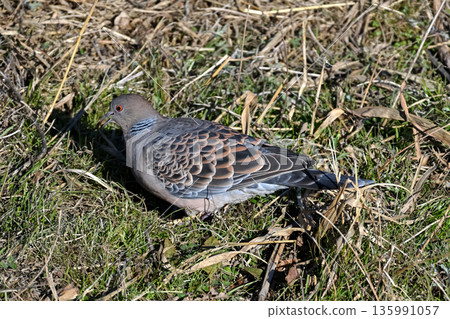 斑鳩 135991057