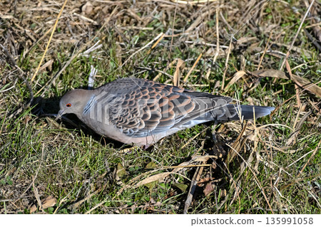 Turtledove  135991058