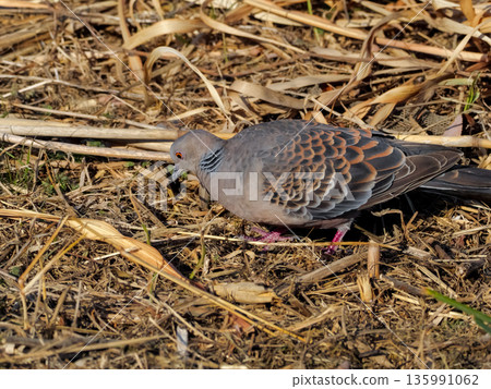 Turtledove  135991062