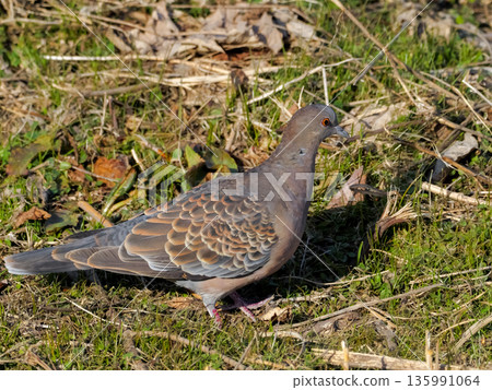 斑鳩 斑鳩 135991064