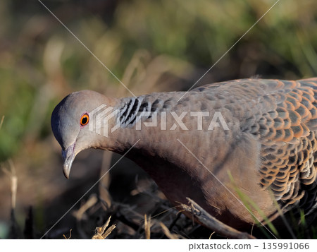 Turtledove Turtledove 135991066