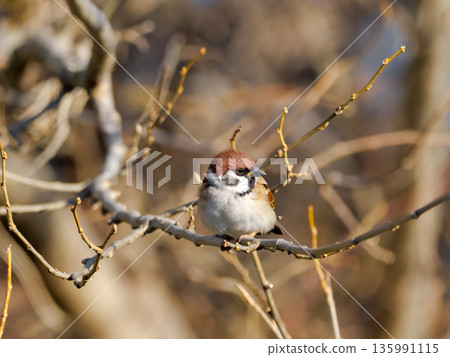 Sparrows stopping on branches Sparrows stopping on branches 135991115