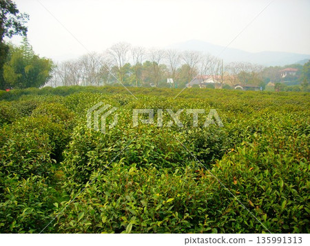 Hangzhou green tea fields Hangzhou green tea fields 135991313