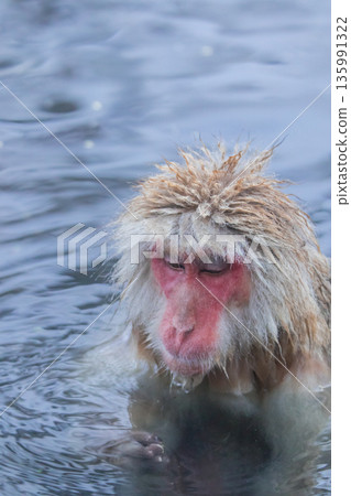 雪猴 ~ 地獄谷猴園 ~ (長野縣山之內町) 135991322