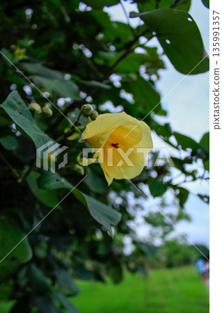 Close-up of the Hibiscus tiliaceus. A yellow flower in the rural. Nature scene. Close-up of the Hibiscus tiliaceus. A yellow flower in the rural. Nature scene. 135991357