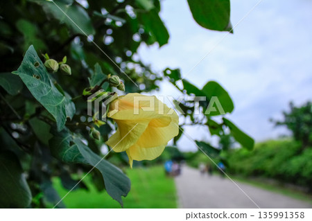 Close-up of the Hibiscus tiliaceus. A yellow flower in the rural. Nature scene. Close-up of the Hibiscus tiliaceus. A yellow flower in the rural. Nature scene. 135991358