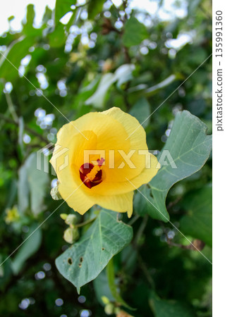Close-up of the Hibiscus tiliaceus. A yellow flower in the rural. Nature scene. Close-up of the Hibiscus tiliaceus. A yellow flower in the rural. Nature scene. 135991360