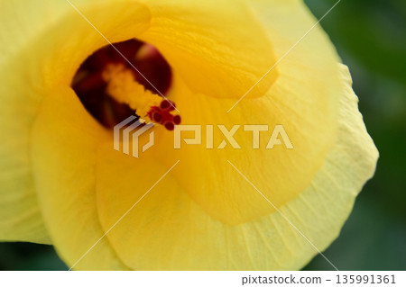 Close-up of the Hibiscus tiliaceus. A yellow flower in the rural. Nature scene. Close-up of the Hibiscus tiliaceus. A yellow flower in the rural. Nature scene. 135991361