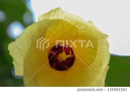 Close-up of the Hibiscus tiliaceus. A yellow flower in the rural. Nature scene. Close-up of the Hibiscus tiliaceus. A yellow flower in the rural. Nature scene. 135991363