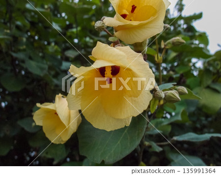 Close-up of the Hibiscus tiliaceus. A yellow flower in the rural. Nature scene. Close-up of the Hibiscus tiliaceus. A yellow flower in the rural. Nature scene. 135991364