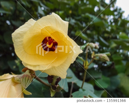 Close-up of the Hibiscus tiliaceus. A yellow flower in the rural. Nature scene. Close-up of the Hibiscus tiliaceus. A yellow flower in the rural. Nature scene. 135991366