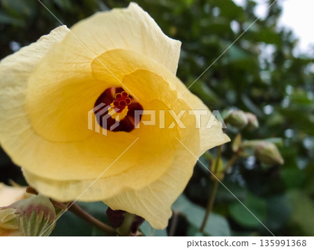 Close-up of the Hibiscus tiliaceus. A yellow flower in the rural. Nature scene. 135991368