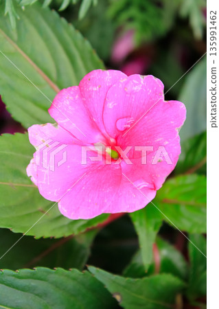 The close-up of pink impatiens, busy Lizzie, with blurred background The close-up of pink impatiens, busy Lizzie, with blurred background 135991462