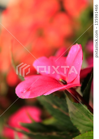The close-up of pink impatiens, busy Lizzie, with blurred background 135991466
