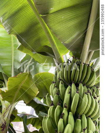 A view of island bananas and their large leaves growing in the sunshine of the tropical island of Miyakojima A view of island bananas and their large leaves growing in the sunshine of the tropical island of Miyakojima 135991488