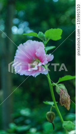 Pink hollyhocks with green leaves and green background Pink hollyhocks with green leaves and green background 135991510