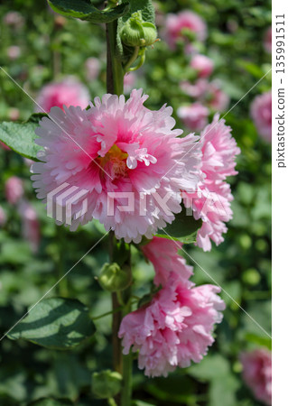 Pink hollyhocks with green leaves and green background 135991511